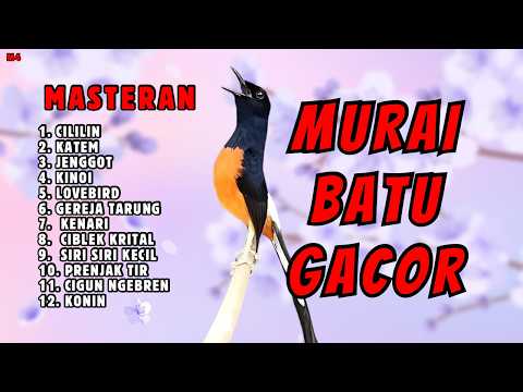 🔴 MASTERAN TERBAIK SEPANJANG MASA MURAI BATU GACOR