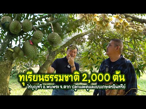 ทุเรียนธรรมชาติ2,000ต้นลดต้