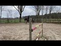 Allround Pferd GERESERVEERD: super mooi, leuk en lief allround paard!