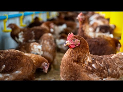 Ministerio de Ganadería confirmó la muerte de 70 gallinas y otras aves a causa de gripe aviar