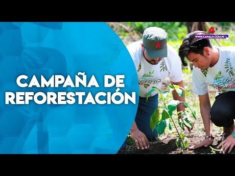 Nicaragua desarrollará campaña de reforestación en zonas afectadas por huracanes