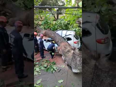 Fallece hombre tras caerle árbol a su vehículo en la Zona Universitaria.