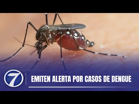 Emiten alerta por casos de dengue