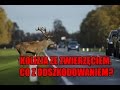 MOTODORADCA - Kolizja ze zwierzciem
