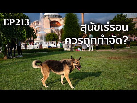 สุนัขเร่รอนในตุรกีควรถูกกำจัด- สุนัขเร่รอนในตุรกีควรถูกกำจัด-