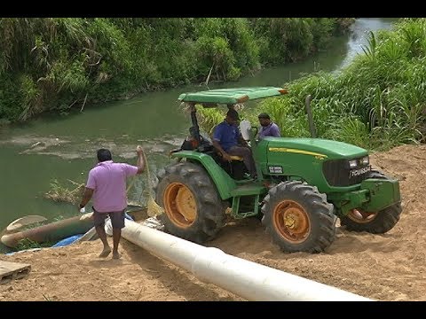 Surviving COVID-19: Rice Farmers Diversify