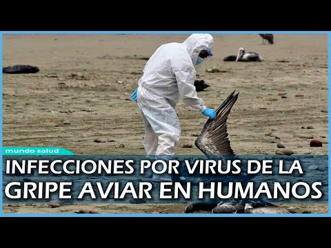 Gripe aviar: ¿cómo pueden contagiarse los humanos?