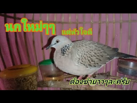 นกใหม่แต่💓ดี...(กลุ่มคนรักนกเข นกใหม่แต่💓ดี...(กลุ่มคนรักนกเข