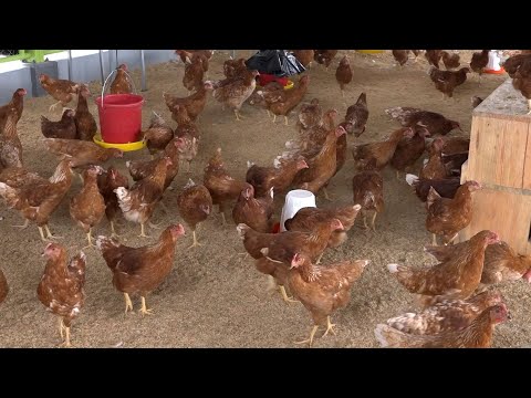 Productores avícolas de Nicaragua preparados ante amenaza de gripe aviar