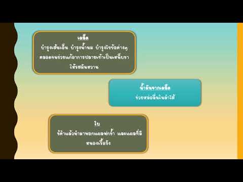 สรรพคุณทางยาของถั่ว