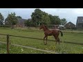Springpaard Prachtige jaarling hengst - Ceasar Z x Montreal x Voltaire