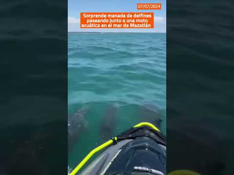 Sorprende manada de delfines paseando junto a una moto acuática en el mar de #Mazatlán