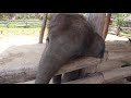 Baby Elephant Trying to Wake up a Dog!