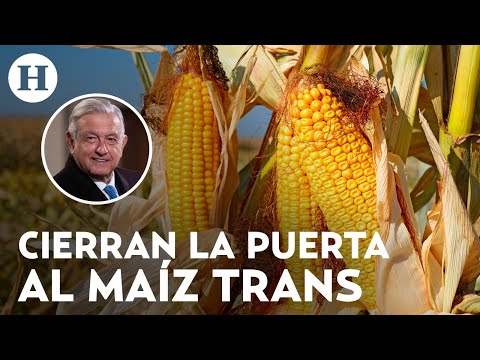 México dice adiós al maíz transgénico y al glifosato, AMLO pide ya no usarlo en territorio nacional