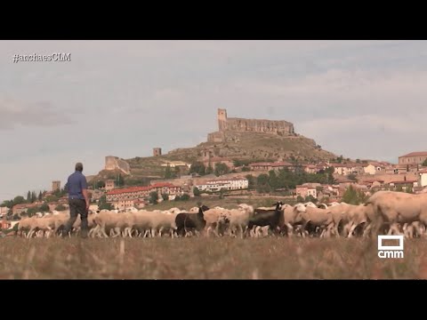 El lobo no da tregua en Robledo de Corpes | Ancha es Castilla-La Mancha