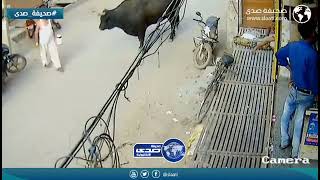 ثور يهاجم مسن