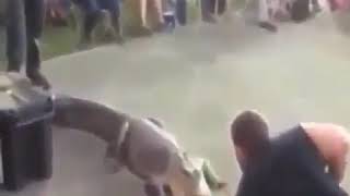 هزار تماسيح