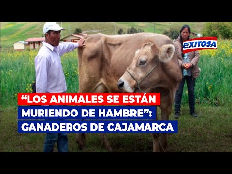 “Los animales se está muriendo de hambre”: ganaderos de Cajamarca optan por vender sus vacas