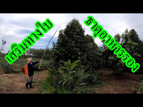 ฉีดปุ๋ยทางใบ-เสริมธาตุอาหารรอง ฉีดปุ๋ยทางใบ-เสริมธาตุอาหารรอง