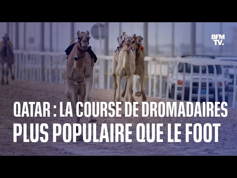 Au Qatar, la course de dromadaires est plus populaire que le football