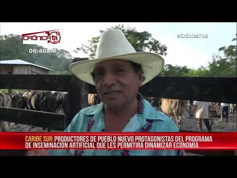 Programa de inseminación artificial mejora la calidad del ganado en Paiwas - Nicaragua