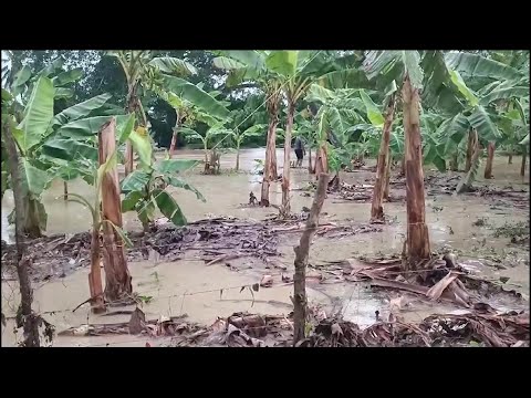 2.000 hectáreas afectadas por inundaciones en Urabá - Teleantioquia Noticias