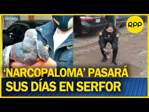 Huancayo: Paloma que intentó ingresar marihuana a un penal fue entregada a Serfor