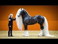 25 Most Beautiful Horses on Planet Earth - Meet the Worlds Most Stunning Horse Breeds.