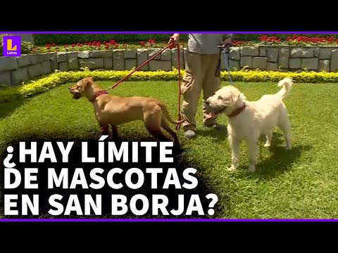 ¿Cuál es el límite de mascotas permitidas en San Borja? Municipalidad aclara modificación a la norma