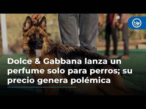 Dolce & Gabbana lanza un perfume solo para perros: su precio genera polémica