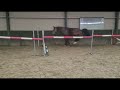 Show jumping horse Olivia 5 jarige merrie (Zapatero VDL x Ginus)