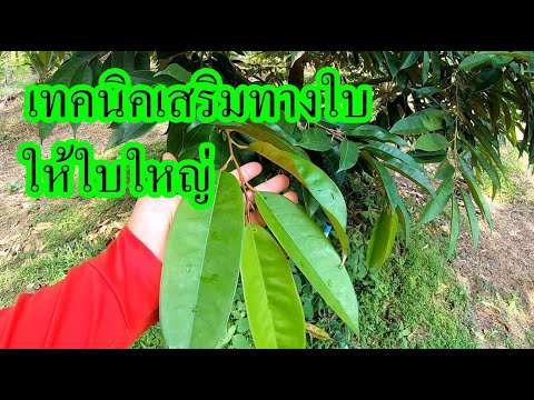 เทคนิคฉีดปุ๋ยทางใบ-เพื่อเพิ่มข เทคนิคฉีดปุ๋ยทางใบ-เพื่อเพิ่มข