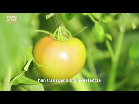 Sueños de China y España: Desarrollo verde--Poblado chino de tomates con “toque español”