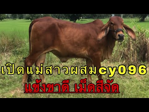 เปิดแม่สาวผสมcy096-เเข้งขาดี-เ เปิดแม่สาวผสมcy096-เเข้งขาดี-เ