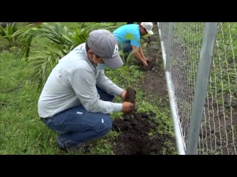 Movimiento Ambientalista Guardabarranco planta 12 mil árboles en Managua