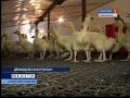 Разведение гусей: Гусиная ферма 1 (http://gusi-gusi.ru)
