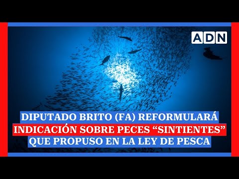 Diputado Brito (FA) reformulará indicación sobre peces “sintientes” que propuso en la Ley de Pesca