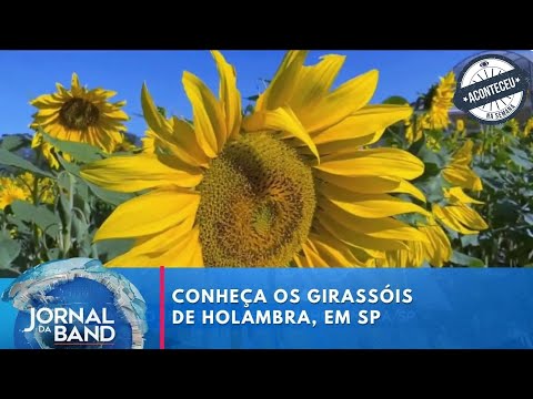 Aconteceu na Semana | Conheça as plantações de girassóis de Holambra, em São Paulo