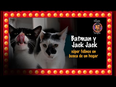 Batman y Jack Jack: súper felinos en busca de un hogar | Pulzo y La Sección de Serafín