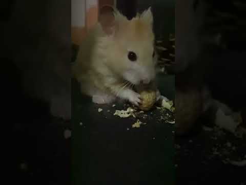 เด็กอ้วน🤣