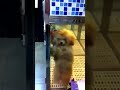  cute dancing dog