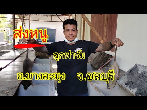ส่งหนูลูกฟาร์หนูนาอาเล็กฟาร ส่งหนูลูกฟาร์หนูนาอาเล็กฟาร