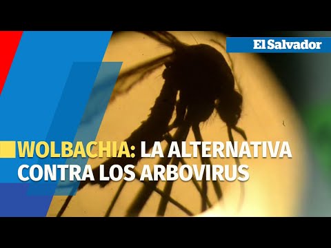 Wolbachia: la alternativa responsable en El Salvador contra los arbovirus