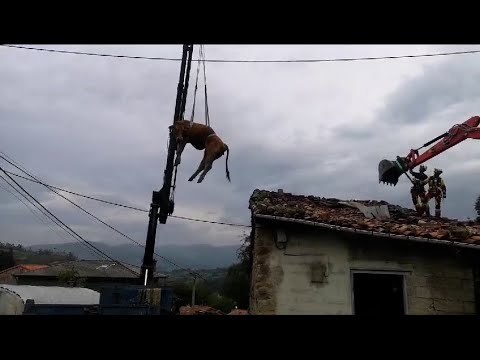 Rescatadas dos vacas de un tejado en Aloños (Villacarriedo)