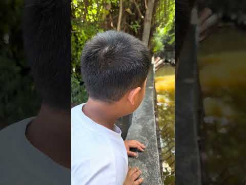 หมีควายตัวใหญ่