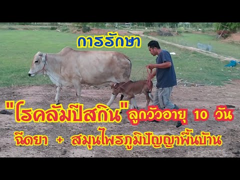 โรคลัมปีสกิน-การรักษาลูกวัวอาย โรคลัมปีสกิน-การรักษาลูกวัวอาย