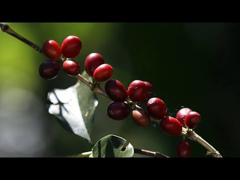 Cuando granos de café hondureños se encuentran con China