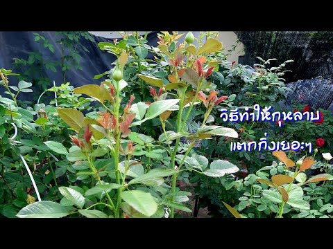 วิธีกระตุ้นให้กุหลาบแตกกิ่งและ