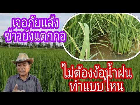 เจอภัยแล้งข้าวยังแตกกอไม่ต้องง เจอภัยแล้งข้าวยังแตกกอไม่ต้องง
