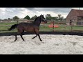 Dressage horse Super fijne 3jarige ruin te koop! V. Just Wimphof